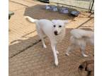 Adopt Dolce a White Jindo / Mixed dog in Los Angeles, CA (38916087)