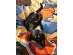 Adopt Oreo a Black (Mostly) American Shorthair / Mixed (short coat) cat in Saint