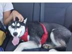 Adopt Kedo a Black - with White Husky / Mixed dog in Fort Worth, TX (38916079)