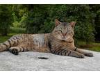 Adopt Tiger a Gray, Blue or Silver Tabby Domestic Shorthair (short coat) cat in