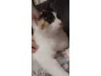 Adopt Peppa a Calico or Dilute Calico Calico / Mixed (medium coat) cat in