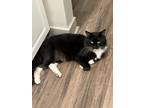 Adopt Oliver a Black & White or Tuxedo Domestic Longhair / Mixed (medium coat)