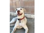 Adopt paloma a White American Pit Bull Terrier / Labrador Retriever / Mixed dog
