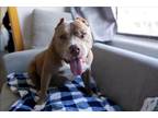 Adopt Murphy a Tan/Yellow/Fawn - with White Pit Bull Terrier / Mixed dog in Los