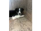 Adopt Nardia a Black Border Collie / Mixed dog in Price, UT (38916017)