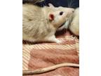 Adopt Dusty a Tan or Beige Rat / Rat / Mixed small animal in Winchester
