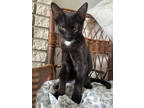 Adopt Ember a All Black Domestic Shorthair / Domestic Shorthair / Mixed cat in