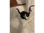 Adopt Mimi a Black & White or Tuxedo Domestic Shorthair / Mixed (short coat) cat