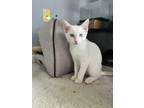 Adopt Merlin a White (Mostly) Siamese (short coat) cat in Upper Falls