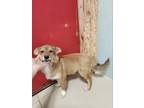 Adopt Shorty a Tan/Yellow/Fawn - with White Jindo / Mixed dog in Los Angeles