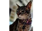 Adopt Jenga a Brown Tabby Tabby / Mixed (short coat) cat in Chandler