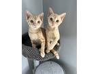 Adopt Goose a Orange or Red Tabby Domestic Shorthair (short coat) cat in Upper