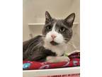 Adopt Sy a Gray or Blue Domestic Shorthair / Domestic Shorthair / Mixed cat in