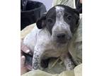 Adopt Runt a Black American Pit Bull Terrier / Mixed dog in Gulfport