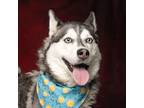 Adopt Sedona a Gray/Blue/Silver/Salt & Pepper Husky / Mixed dog in Caldwell