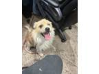 Adopt rex a Tan/Yellow/Fawn Jack Russell Terrier / Mixed dog in Price