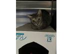 Adopt Sunday a Brown or Chocolate Domestic Shorthair / Domestic Shorthair /
