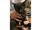 Adopt Bruce a All Black Domestic Shorthair (short coat) cat in Williamsport