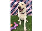 Adopt Rosie a White - with Tan, Yellow or Fawn Labrador Retriever / Mixed dog in