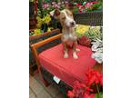Adopt Bambi a Red/Golden/Orange/Chestnut - with White Terrier (Unknown Type