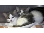 Adopt Muppet & Tarasa a Gray or Blue Domestic Longhair (long coat) cat in Silver