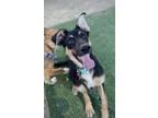 Adopt Mimi a Tan/Yellow/Fawn German Shepherd Dog / Mixed dog in Fresno