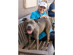 Adopt Shawna a Gray/Blue/Silver/Salt & Pepper Mixed Breed (Medium) / Mixed dog