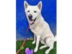 Adopt Lobo a White Siberian Husky / Mixed dog in haslet, TX (38915593)