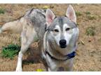 Adopt Costello a Gray/Silver/Salt & Pepper - with White Husky / Mixed dog in