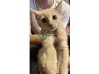 Adopt Squirt a Tan or Fawn Domestic Shorthair (short coat) cat in Williamsport