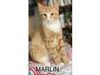 Adopt Marlin a Orange or Red (Mostly) Domestic Shorthair (short coat) cat in