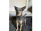 Adopt Johnny Cash a Black - with White Australian Cattle Dog / Mixed dog in