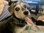 Adopt Captain a Black - with Brown, Red, Golden, Orange or Chestnut Jack Russell