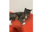 Adopt Peeshow a Gray, Blue or Silver Tabby RagaMuffin / Mixed (short coat) cat