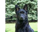 Adopt Annabella a Black German Shepherd Dog / Mixed dog in King City