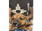 Adopt 53933460 a Brown/Chocolate Chow Chow / American Pit Bull Terrier / Mixed