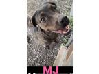 Adopt MJ a Brindle Mixed Breed (Large) / Mixed dog in Greenville, KY (35935825)