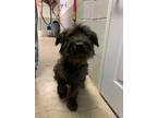 Adopt Puff a Black Terrier (Unknown Type, Medium) / Mixed dog in Silver City