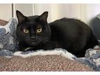 Adopt Spooky a Black (Mostly) Domestic Shorthair (short coat) cat in Coupeville