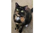 Adopt Akira a Calico or Dilute Calico Calico / Mixed (short coat) cat in Orange