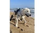 Adopt Tyson a White Great Pyrenees / Mixed dog in Laguna Beach, CA (38884802)