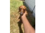 Adopt Max a Brown/Chocolate Dachshund / Mixed dog in Houston, TX (38915454)