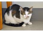 Adopt Riley a Brown Tabby Domestic Shorthair (short coat) cat in Coupeville
