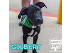 Adopt Gilbert a Black American Pit Bull Terrier / Mixed dog in Belleville