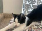 Adopt Eddie a Black & White or Tuxedo Domestic Shorthair (short coat) cat in