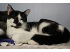 Adopt Gilligan a Black & White or Tuxedo Domestic Shorthair (short coat) cat in