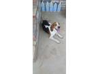 Adopt Spot a Tricolor (Tan/Brown & Black & White) Beagle / Mixed dog in Cabot