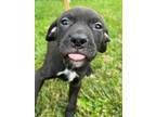 Adopt Sedona a Black American Pit Bull Terrier / Mixed dog in Belleville
