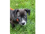 Adopt Hayden a Black American Pit Bull Terrier / Mixed dog in Belleville