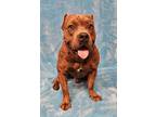 Adopt Barnum a Brindle Pit Bull Terrier / Staffordshire Bull Terrier / Mixed dog